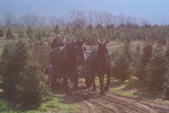 Buggy capacity is 6 people